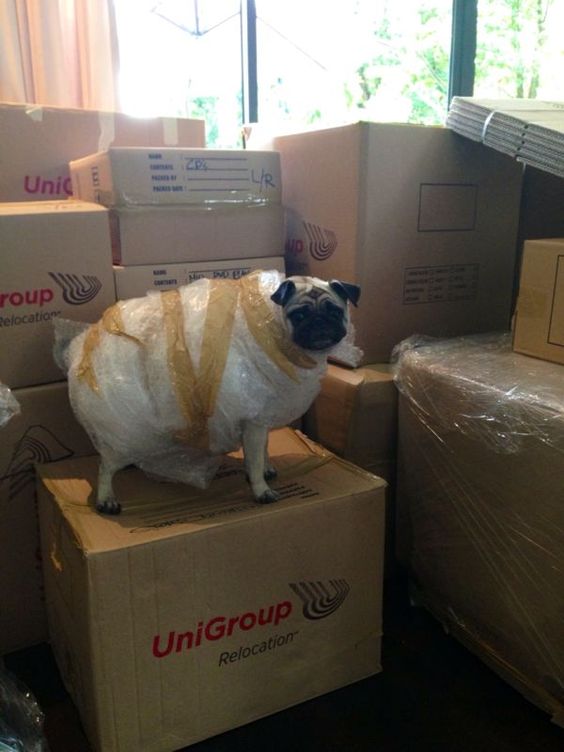 Bubble-Wrap-Pug.jpg