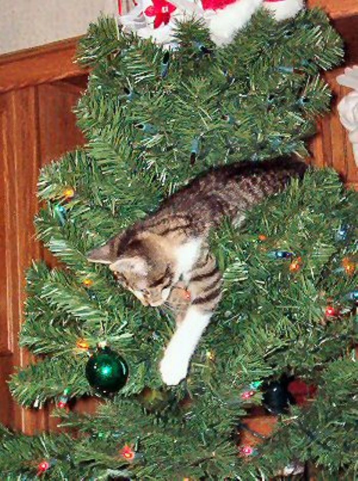 Cat-on-Christmas-Tree.jpg