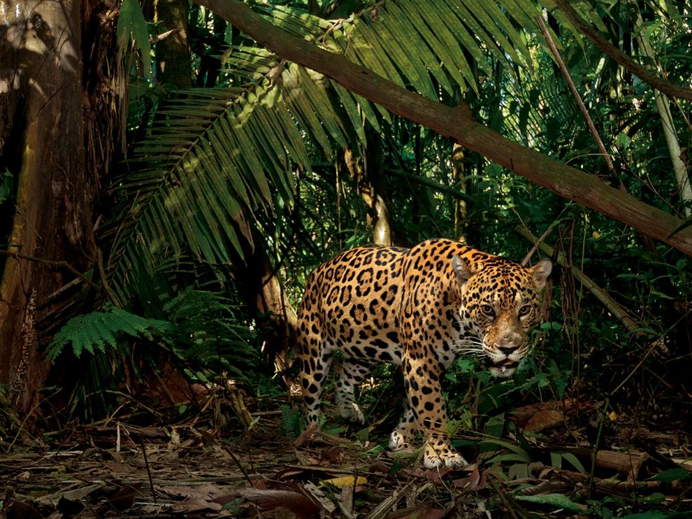 jaguar-yasuni-winter_64638_990x742_zps4ade87aa.jpg