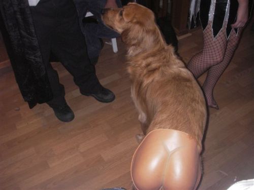 gbs_halloween_party_dog_with_fake_butt_h.jpg