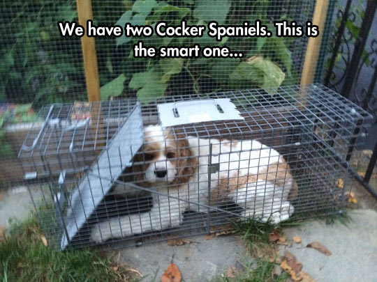 funny-dog-cage-Cooker-Spaniels-smart.jpg