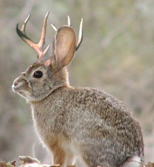 Jackalope.jpg