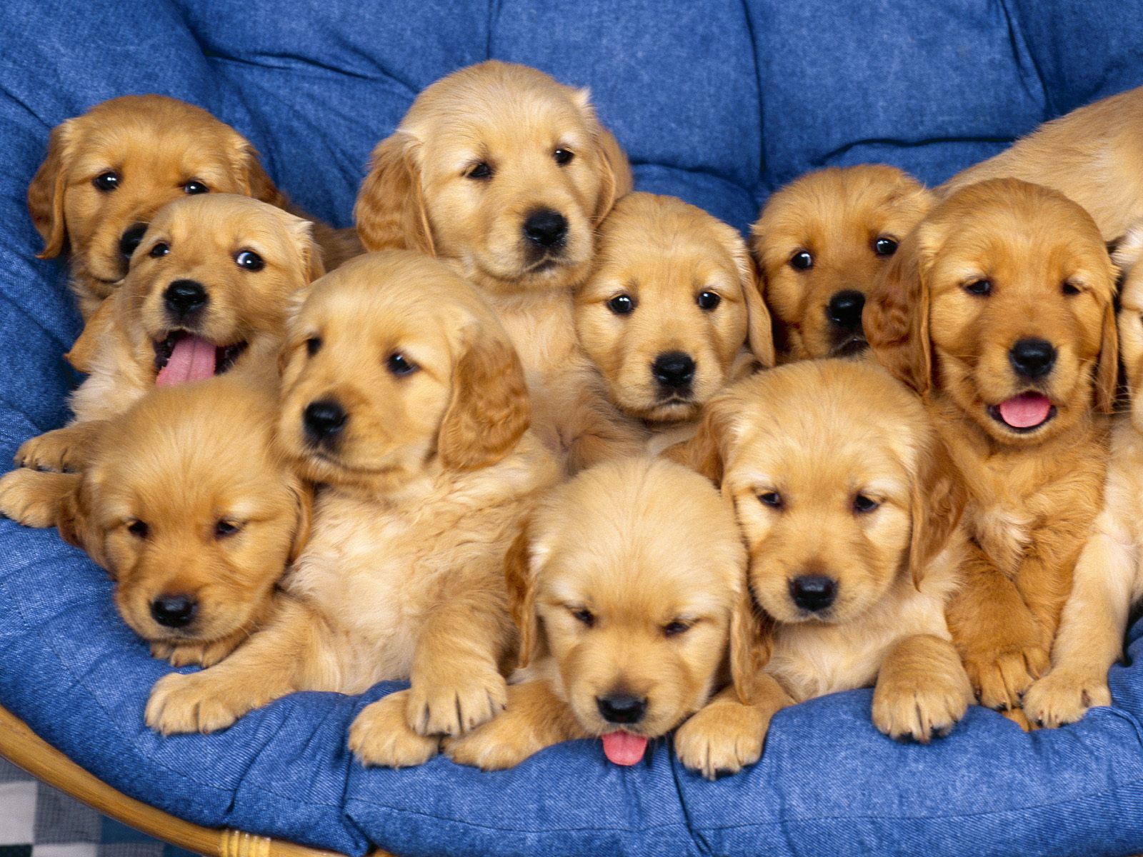 Siblings-Golden-Retriever-Puppies.jpg