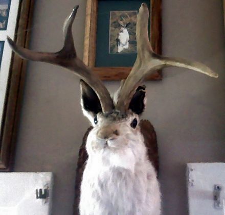 440px-Jackalope_101.jpg