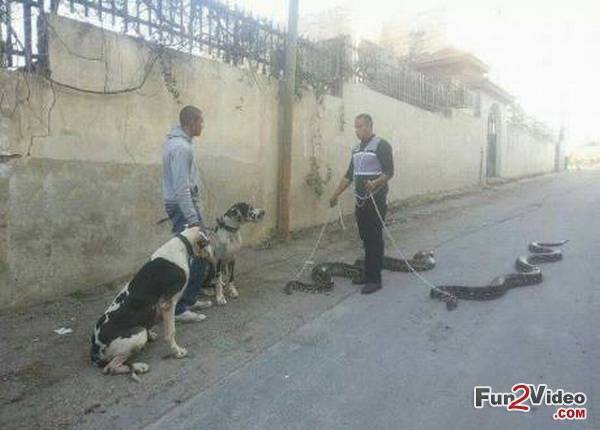 pet-snakes-morning-walk.jpg