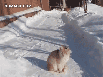 Snow%20Cat%20Catch.gif