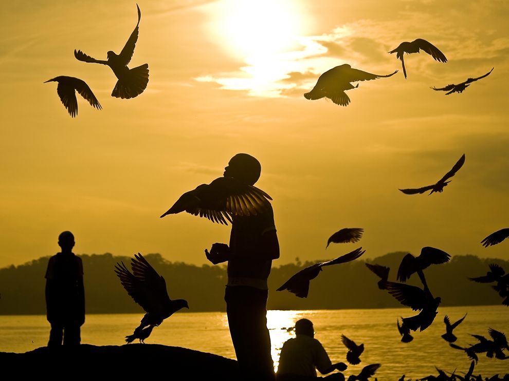 pigeons-port-blair_63468_990x742_zps7b8bb77e.jpg