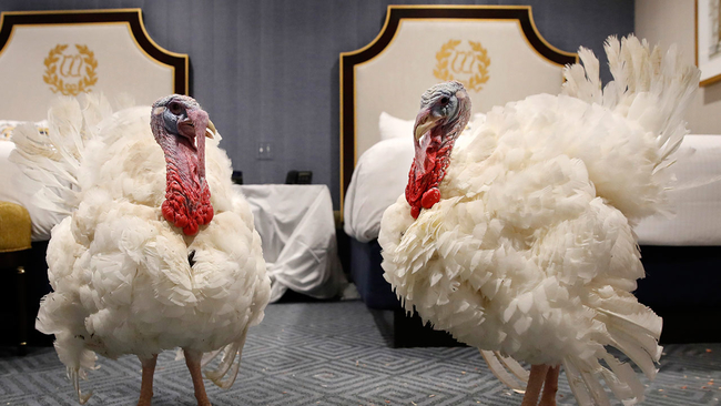 4719065_111918-cc-ap-turkeys-white-house-img.jpg