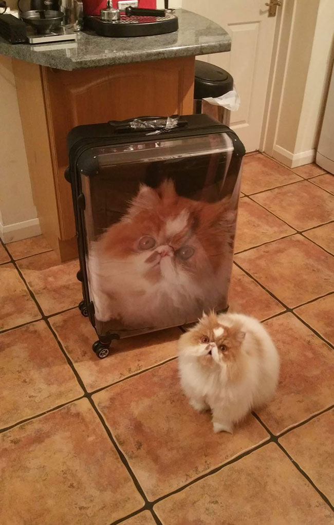 suitcase-with-a-cat-on-it.jpg