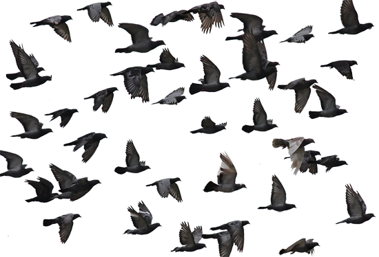 pigeon_flock_flying.png