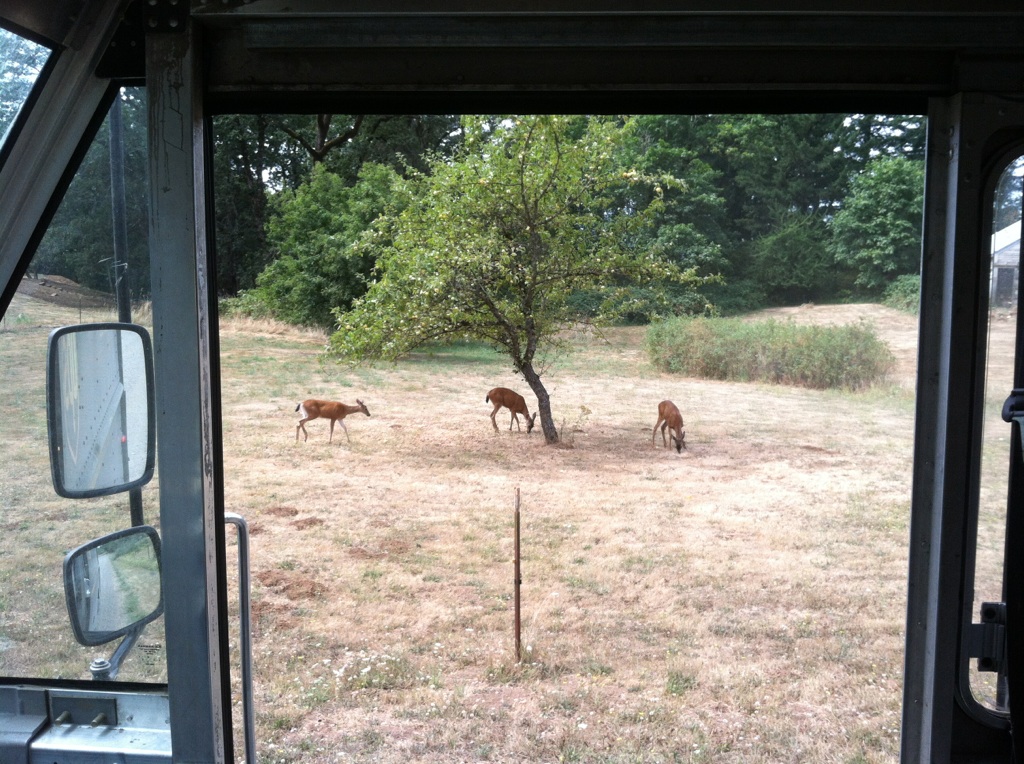 3deer.jpg