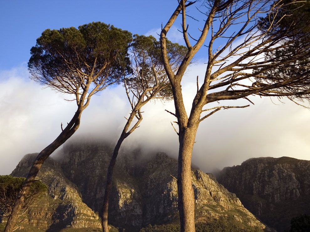 cape-town-trees_10490_990x742_zps58aa3a6b.jpg