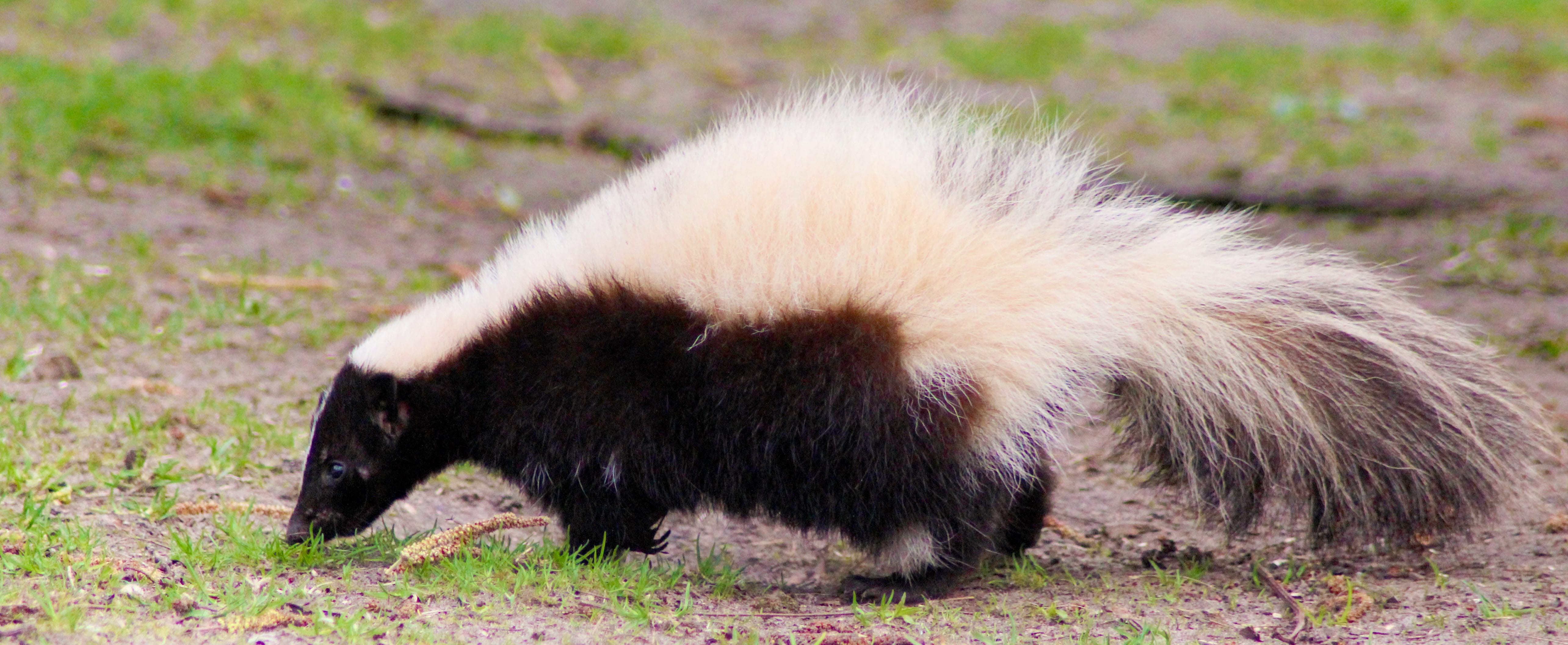 cute-skunk-1.jpg