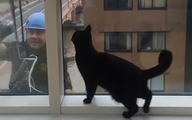 Cat_window_cleaner_3472543b.jpg