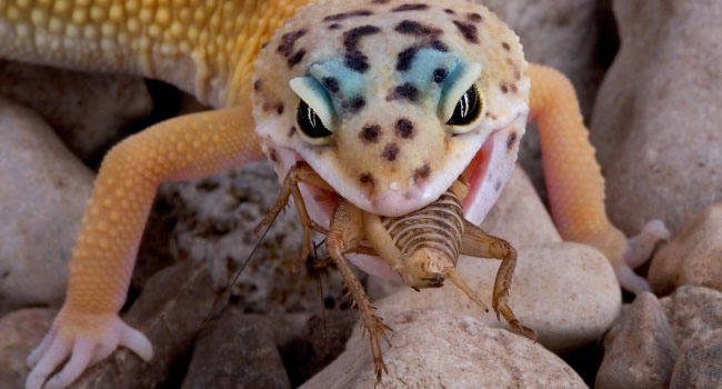 leopard-gecko-eating-cricket.jpg