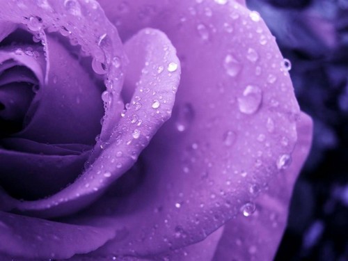 Purple-Rose-purple-34727275-500-375.jpg