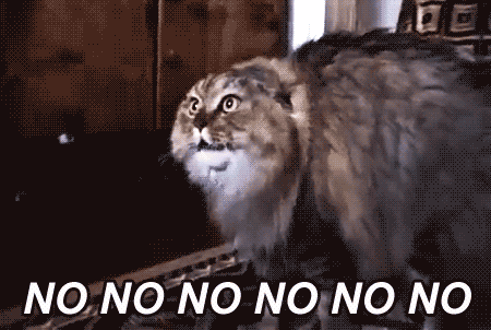 38800-Cat-gif--no-no-no-no-no-WGZ4.gif