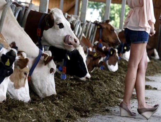 Funny-Cow-17.jpg