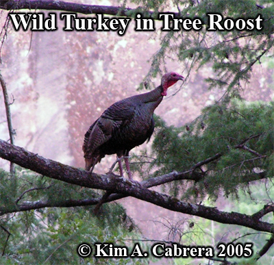 turkeytreeroost7405.jpg