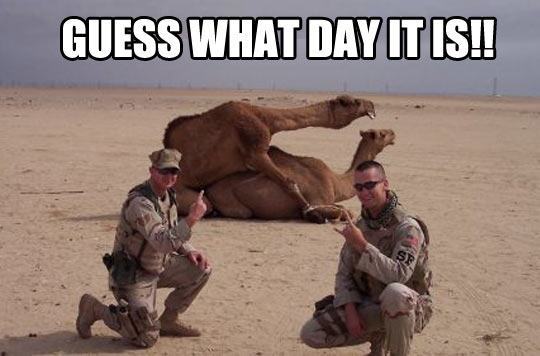 funny-soldiers-hump-day-camels-jpg.17484