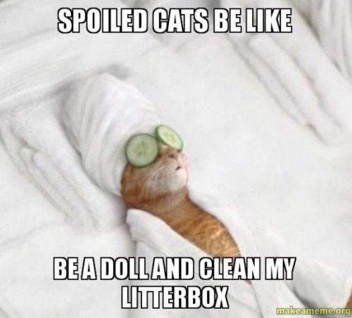 spoiled-pets-1.jpg