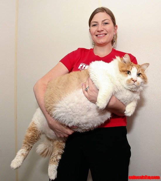 huge-cats-hilarious-fat-cat.jpg