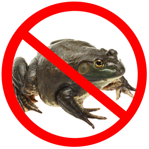 no_bull_frogs.jpg