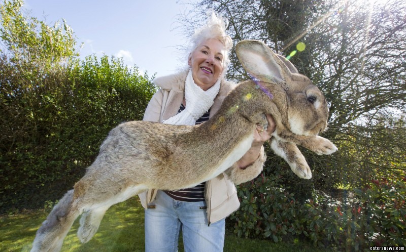 0_CATERS_JEFF_THE_GIANT_RABBIT_16-800x498.jpg