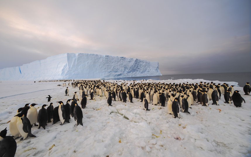 penguin-colony_2448038k_zpsd2933ab2.jpg