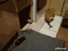 100.gif