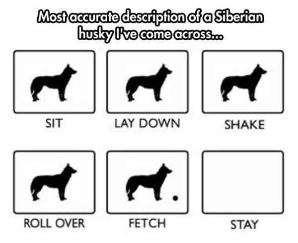 siberian_husky_description.jpg