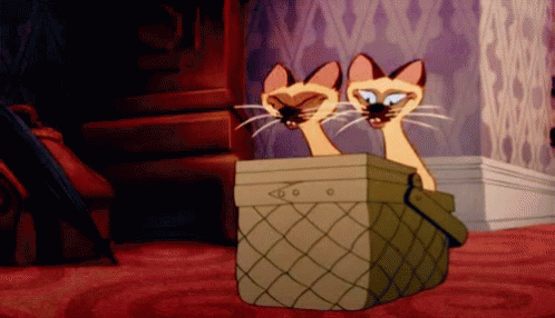 siamese-cats.gif
