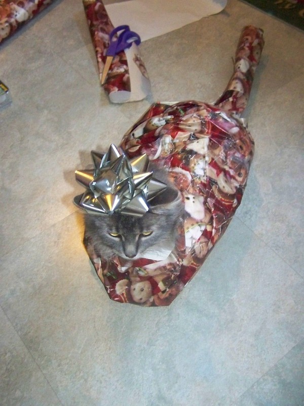 a.aaa-Gift-Cat.jpg