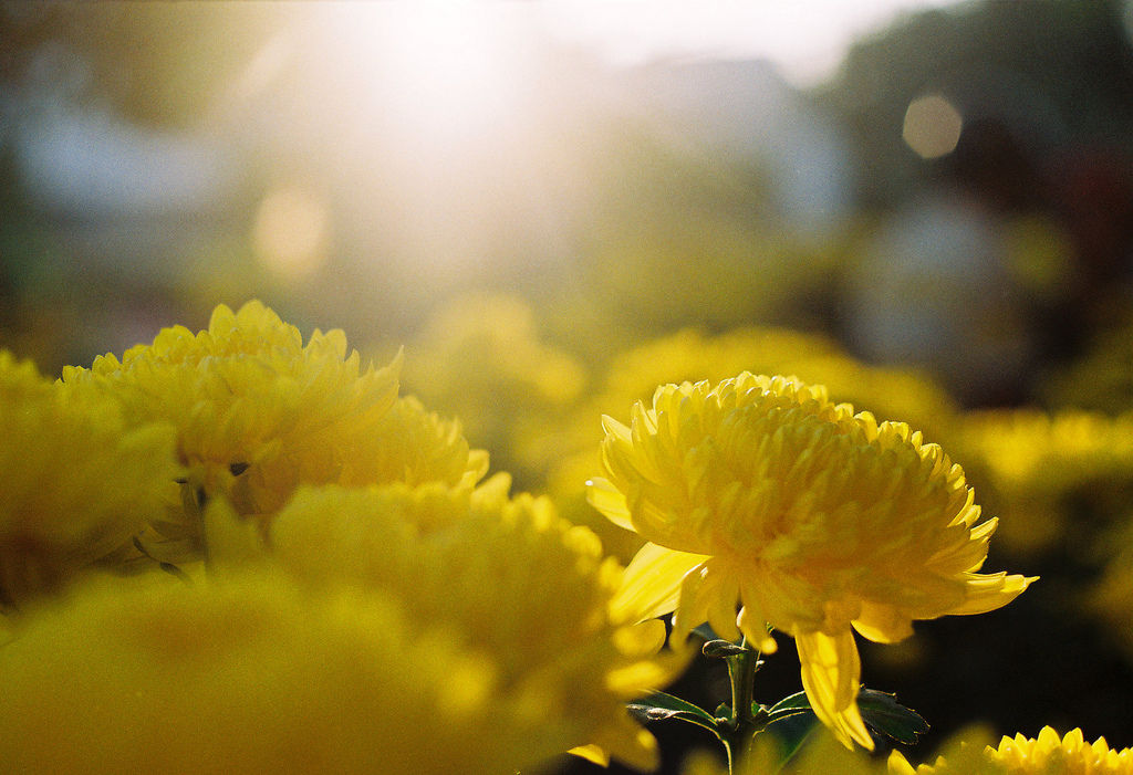 yellow-flower-and-the-sun.jpg