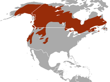 220px-American_Marten_area.png