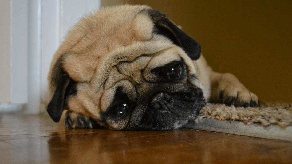 sad-pug.jpg