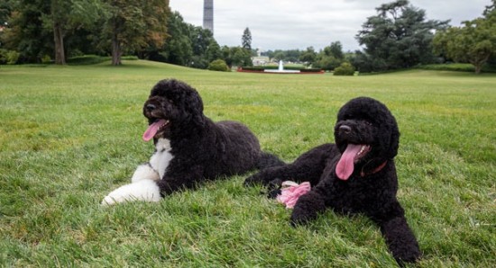 130819_bo_sunny_obama_wh_605-550x298.jpg