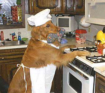 golden_retriever_cooking_unknown_rs.jpg