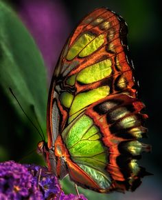 f31660bb8126ae4dc70e5eed368e5269.jpg
