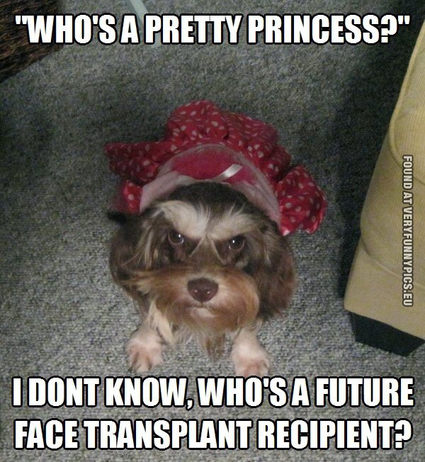 funny-picture-whos-a-pretty-princess-funny-dog.jpg