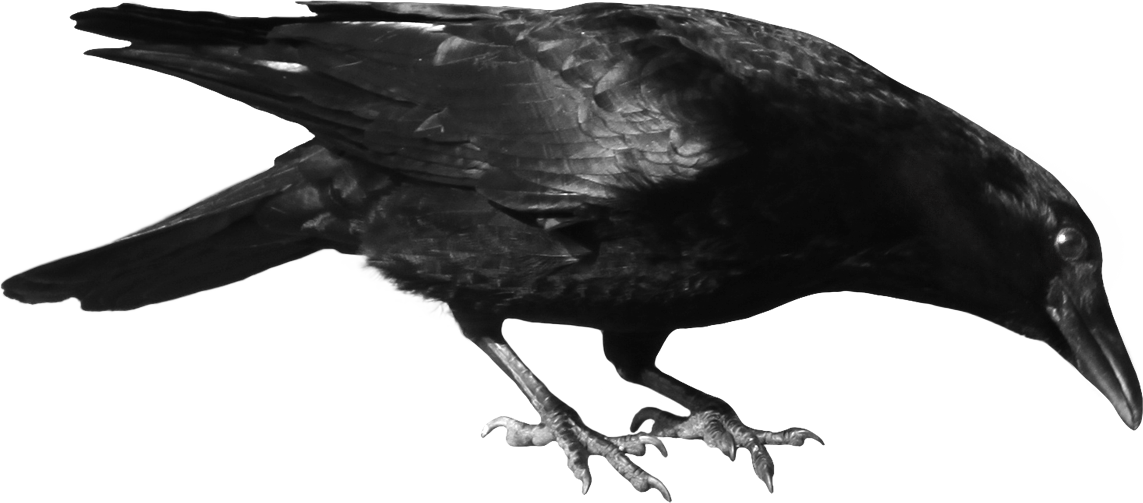 crow-png-image-23052