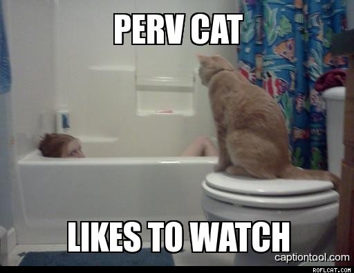 Perv_Cat_Like_To_Watch.jpg