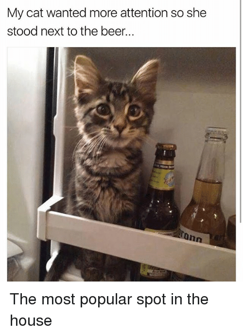my-cat-wanted-more-attention-so-she-stood-next-to-22901225.png