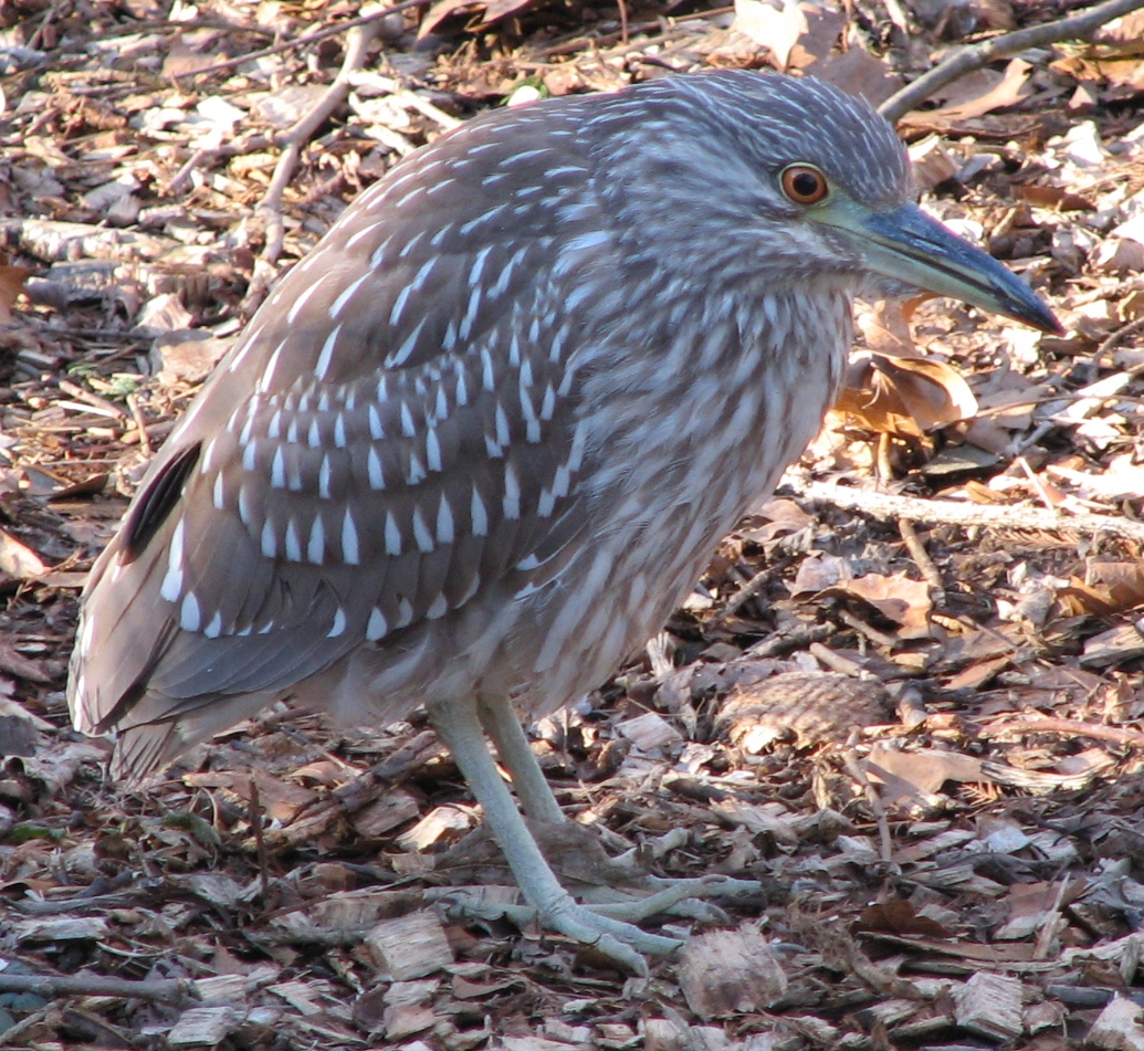 Juvenile_Black_Crowned_Night_Heron.jpg