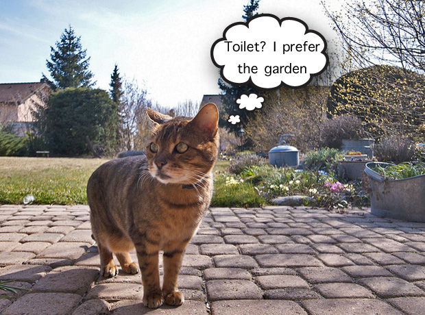 cat-using-garden-as-a-toilet.jpg