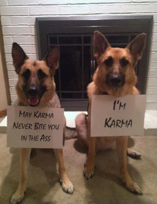 funny-dog-sign-Karma-shaming1.jpg