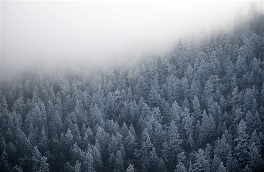 pb-121126-fog-frosted-trees-jsa-213p_photoblog900.jpg