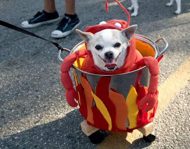 funny-dog-costume-ideas.jpg