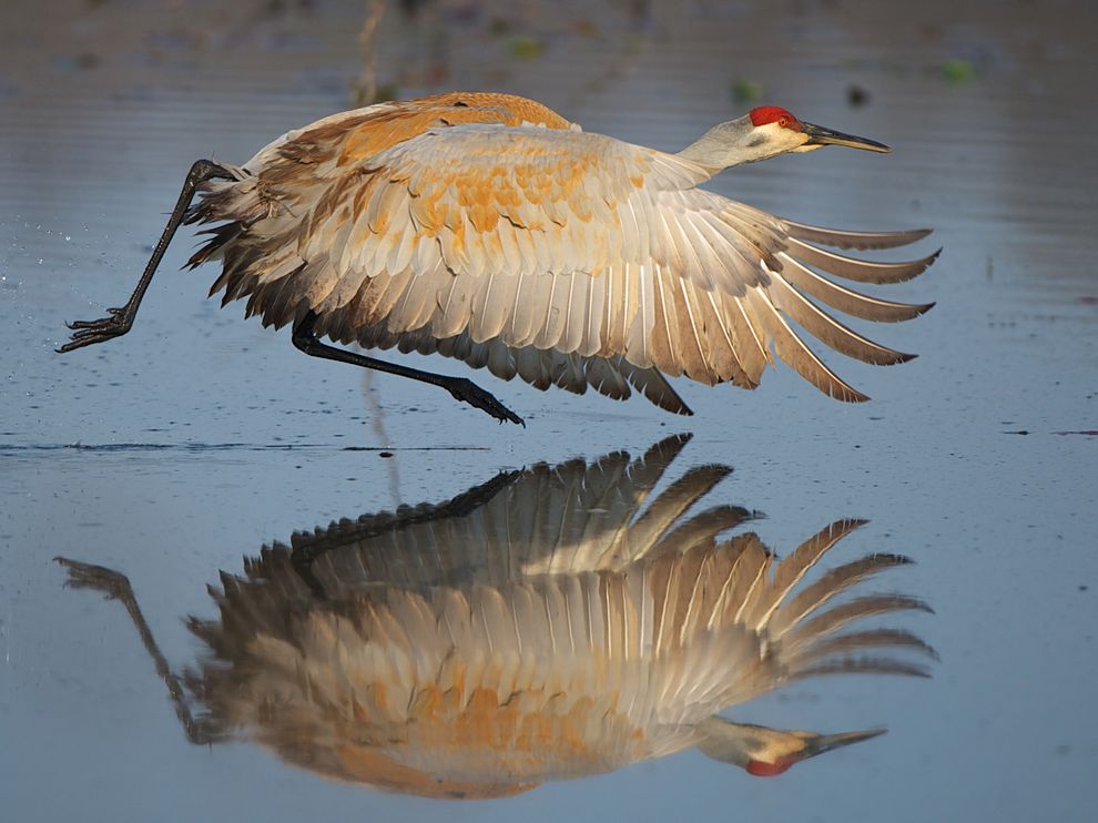 sandhill-crane-michigan_57277_990x742.jpg