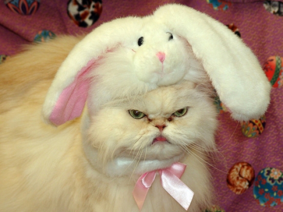 l-Bunny-kitty.jpg